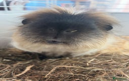 Guinea Pig rodents for sale: Three guinea pigs for sale  - Image 6