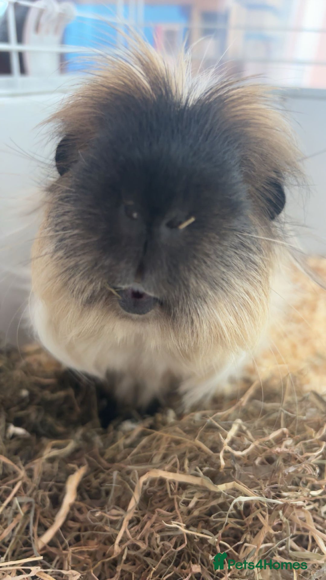 Guinea Pig rodents for sale: Three guinea pigs for sale  - Image 6