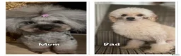 Cavapoo dogs for sale: 1 tiny boy still searching for his home - Advert 33