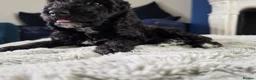 Miniature Poodle dogs for sale: Miniature poodle first litter  - Advert 19