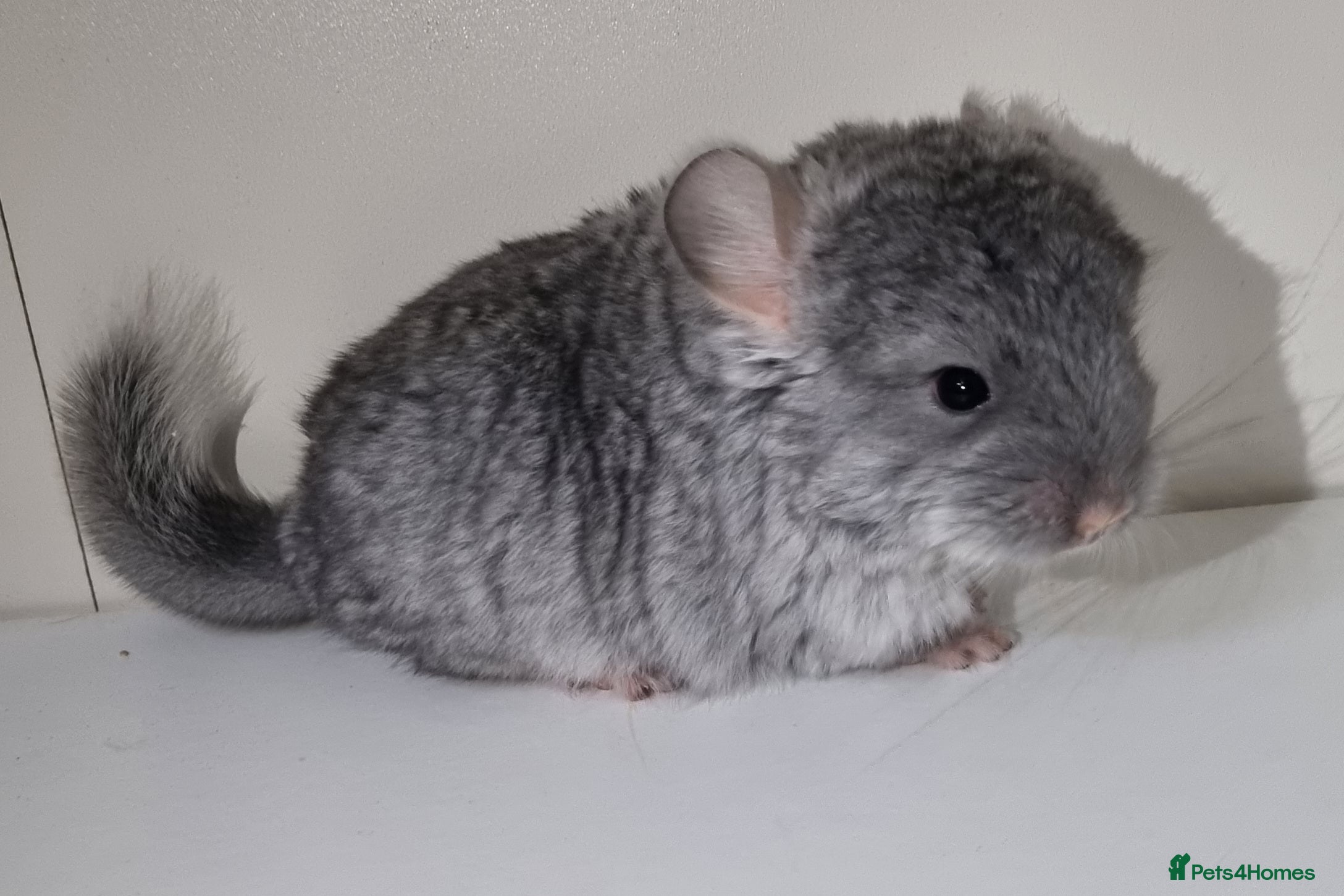 Chinchilla rodents Sapphire Velvet RPAC (Male) Chinchilla kit - Advert 16