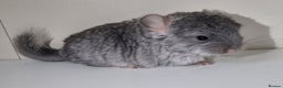 Chinchilla rodents for sale: Sapphire Velvet RPAC (Male) Chinchilla kit - Advert 1