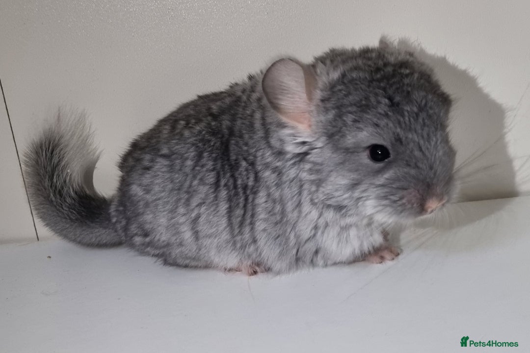 Chinchilla rodents for sale: Sapphire Velvet RPAC (Male) Chinchilla kit - Advert 1
