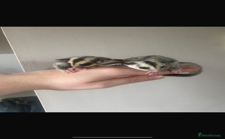 Sugar Glider rodents - Advert 5