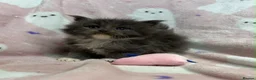 Maine Coon cats for sale:  OLISTARS KITTENS AVAILABLE TO RESERVE  - Advert 4