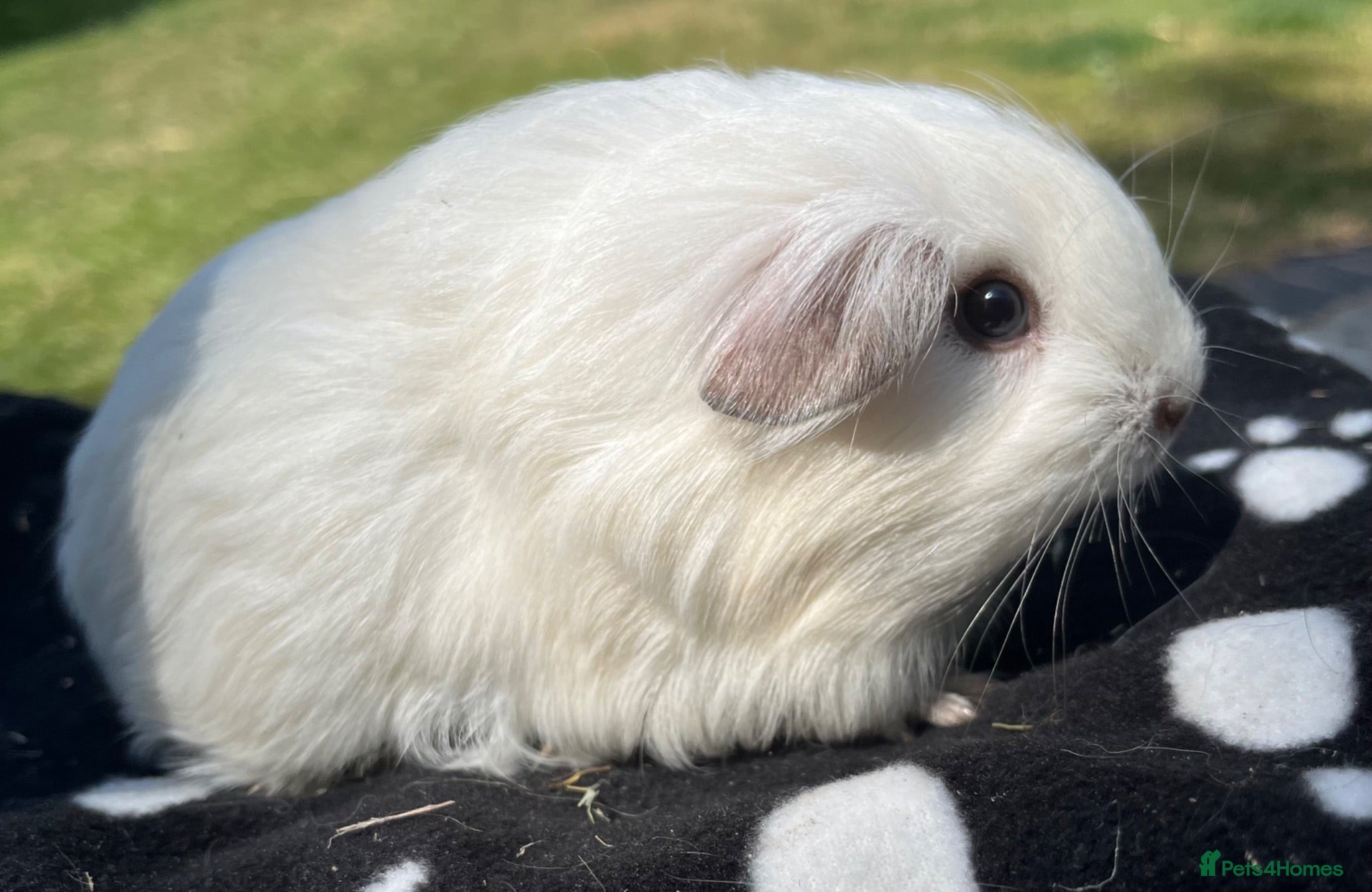 Guinea Pig rodents Guniea pigs. - Advert 15