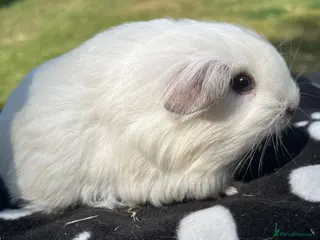 Guinea Pig rodents Guniea pigs. - Advert 15