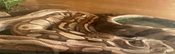 Python Snake reptiles for sale: Royal pythons  in Tenbury Wells - Advert 3