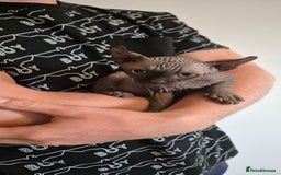 Sphynx cats for sale: Silver elf and black little babies - Image 4