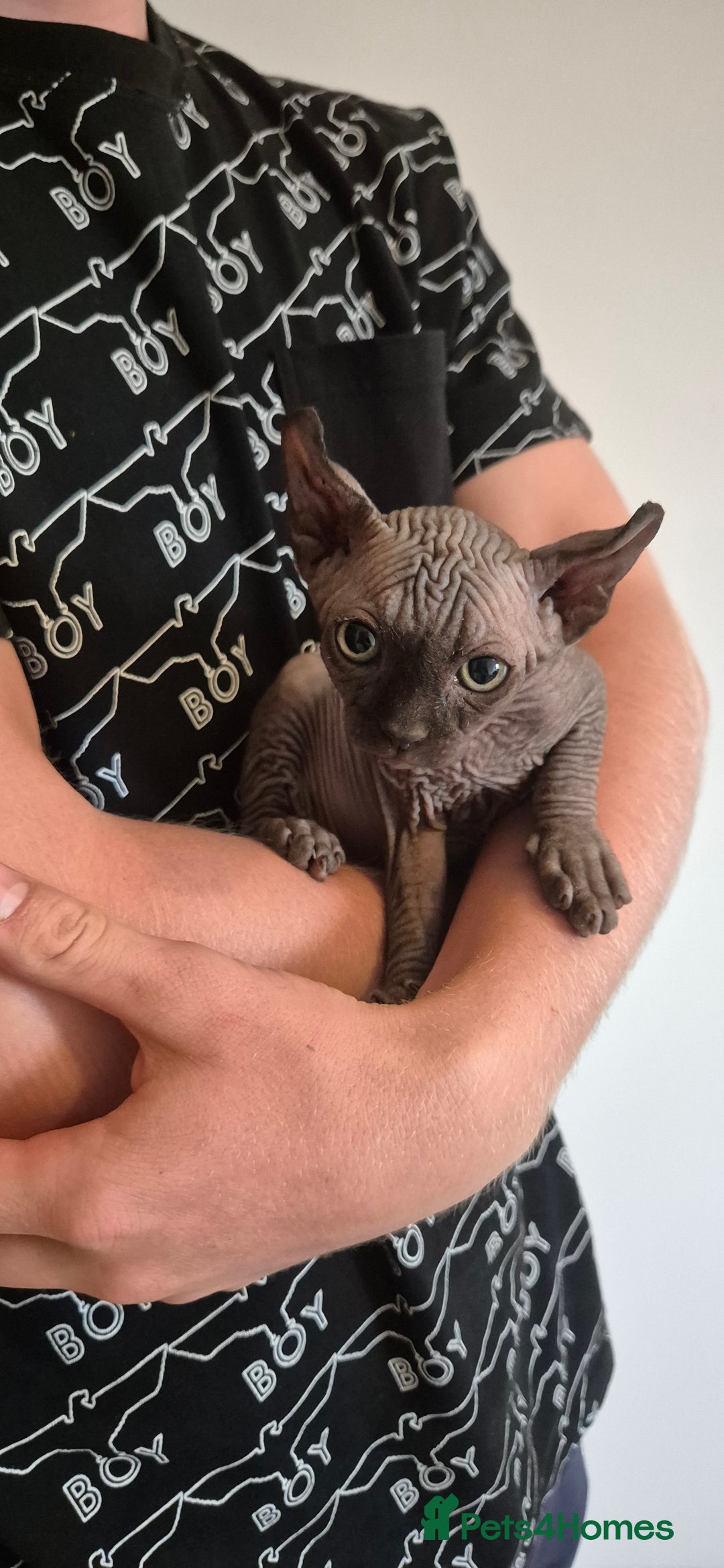 Sphynx cats for sale: Silver elf and black little babies - Image 4