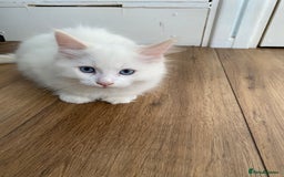 Ragdoll cats for sale: Ragdoll Kittens  - Image 10