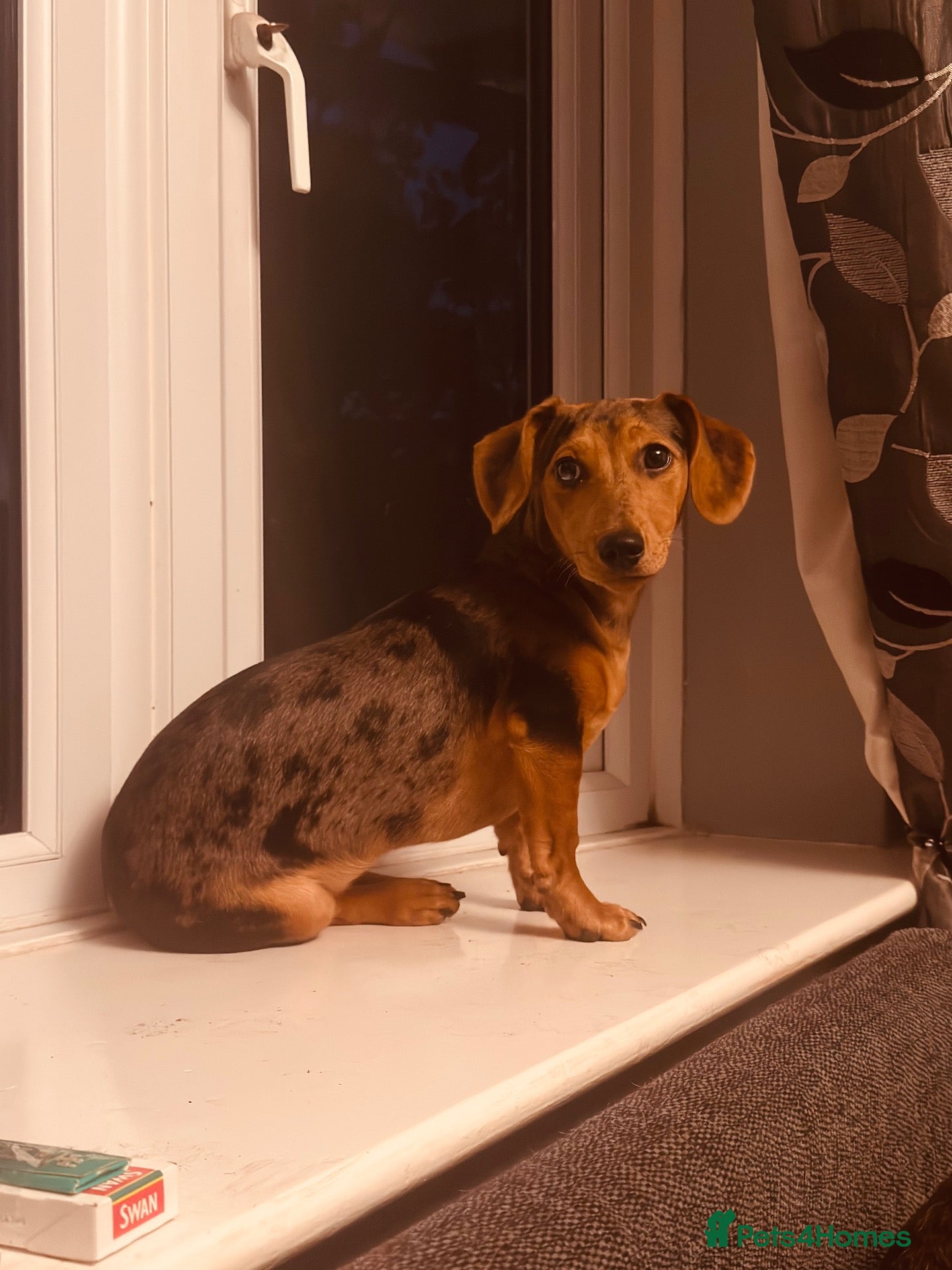 Jackshund dogs Poppy - Advert 10