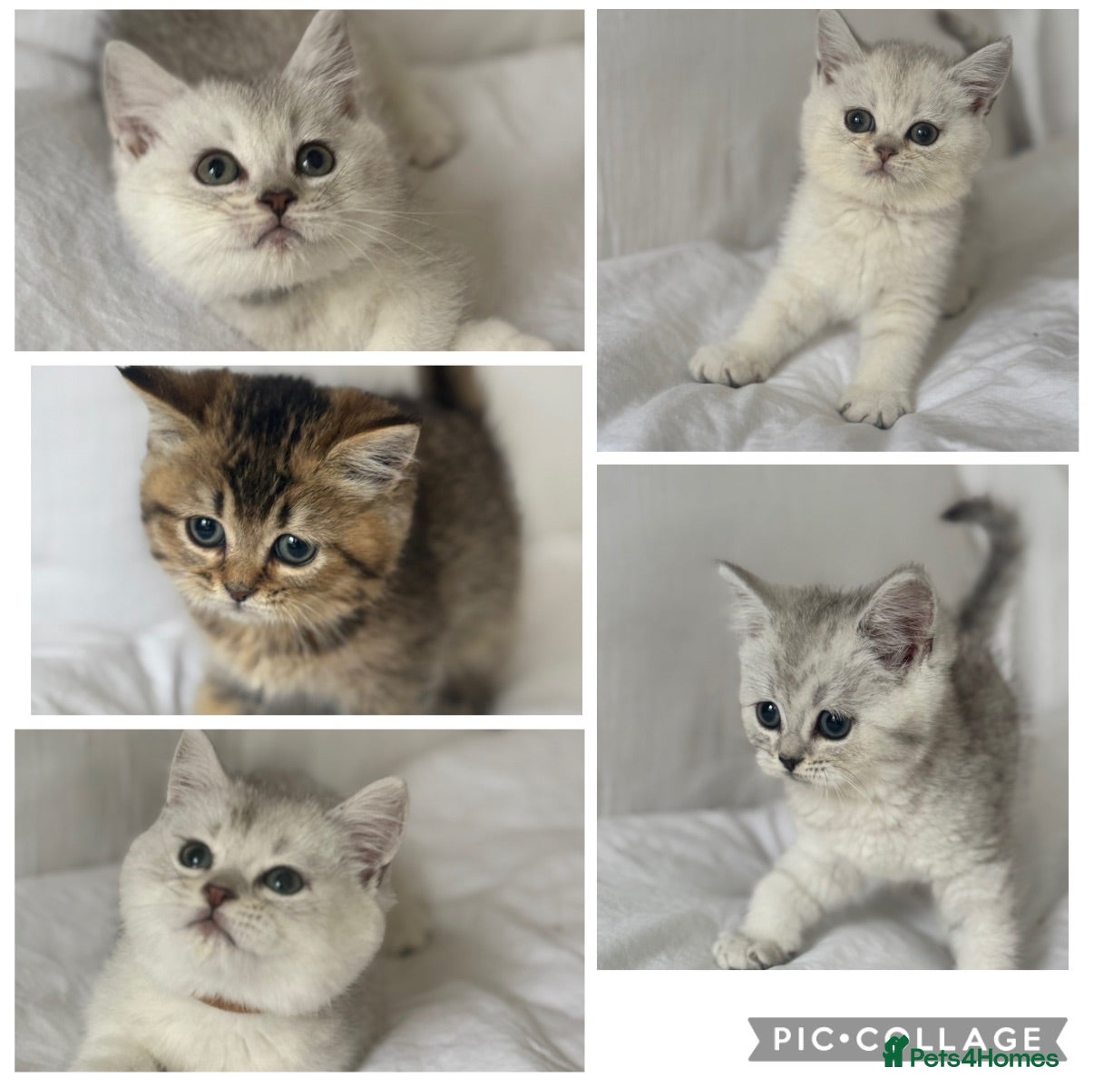 British Shorthair cats Stunning Silver and gold GCCF British shorthairs  - Advert 1
