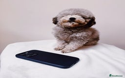 Toy Poodle dogs for stud: Smallest Silver Asian Micro Poodle In UK in Stevenage - Image 3