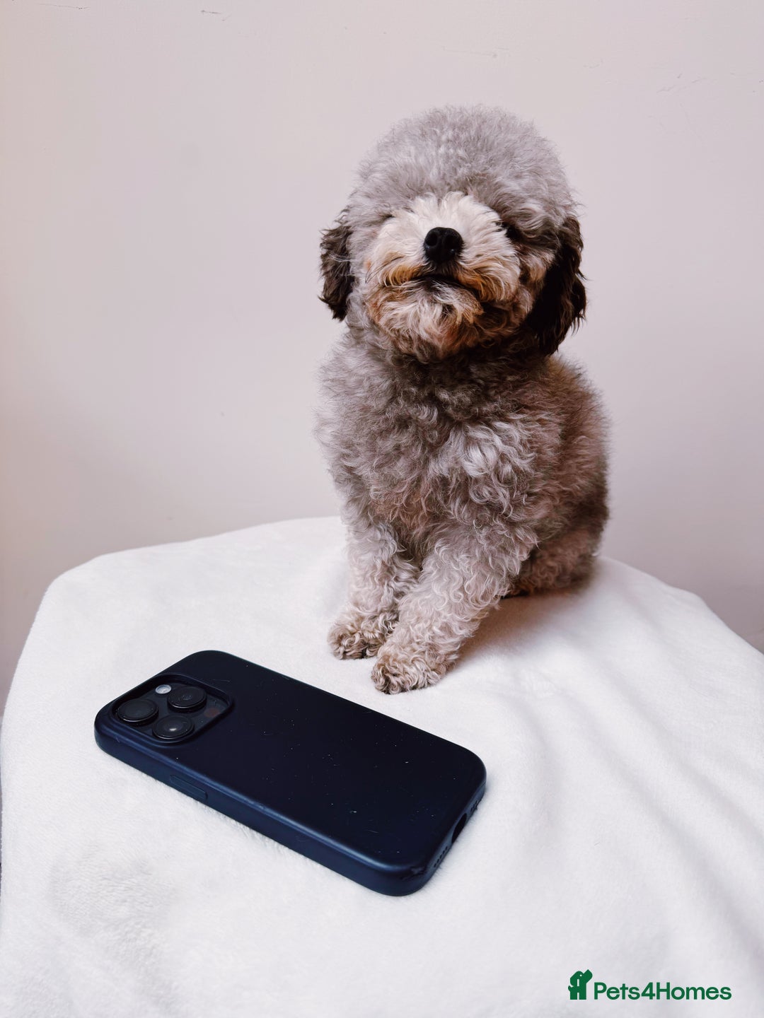 Toy Poodle dogs for stud: Smallest Silver Asian Micro Poodle In UK in Stevenage - Image 3