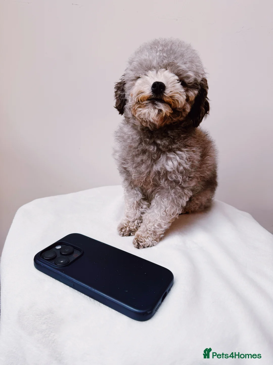 Toy Poodle dogs for stud: Smallest Silver Asian Micro Poodle In UK in Stevenage - Advert 5