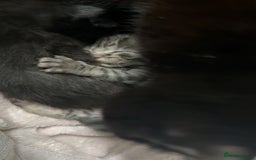 Mixed Breed cats for sale: 6 kittens looking for new homes  - Advert 7