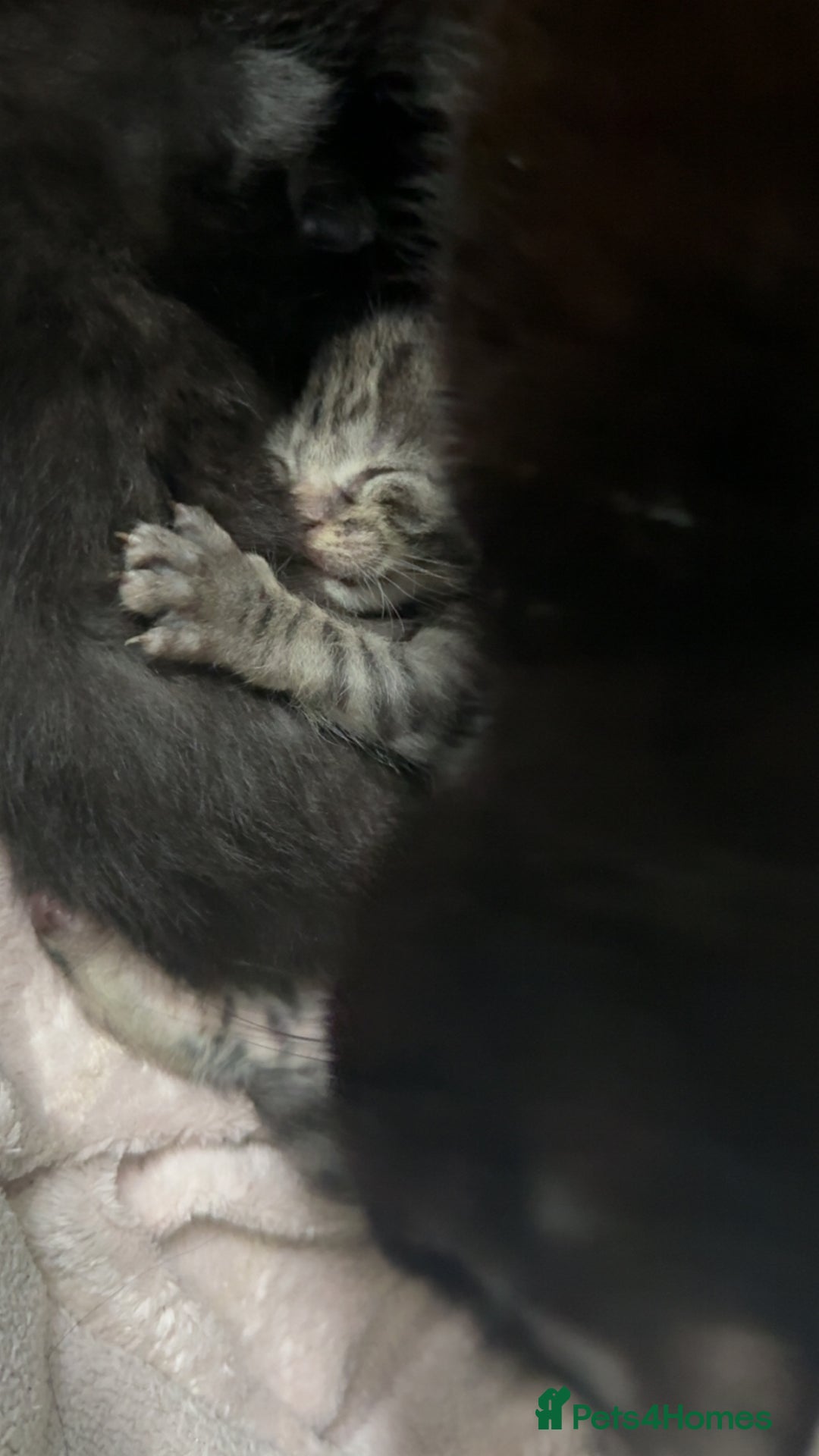 Mixed Breed cats for sale: 6 kittens looking for new homes  - Advert 7