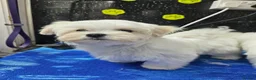 Maltese dogs for sale: Exceptional Quality Maltese Puppy Boy Available - Advert 2