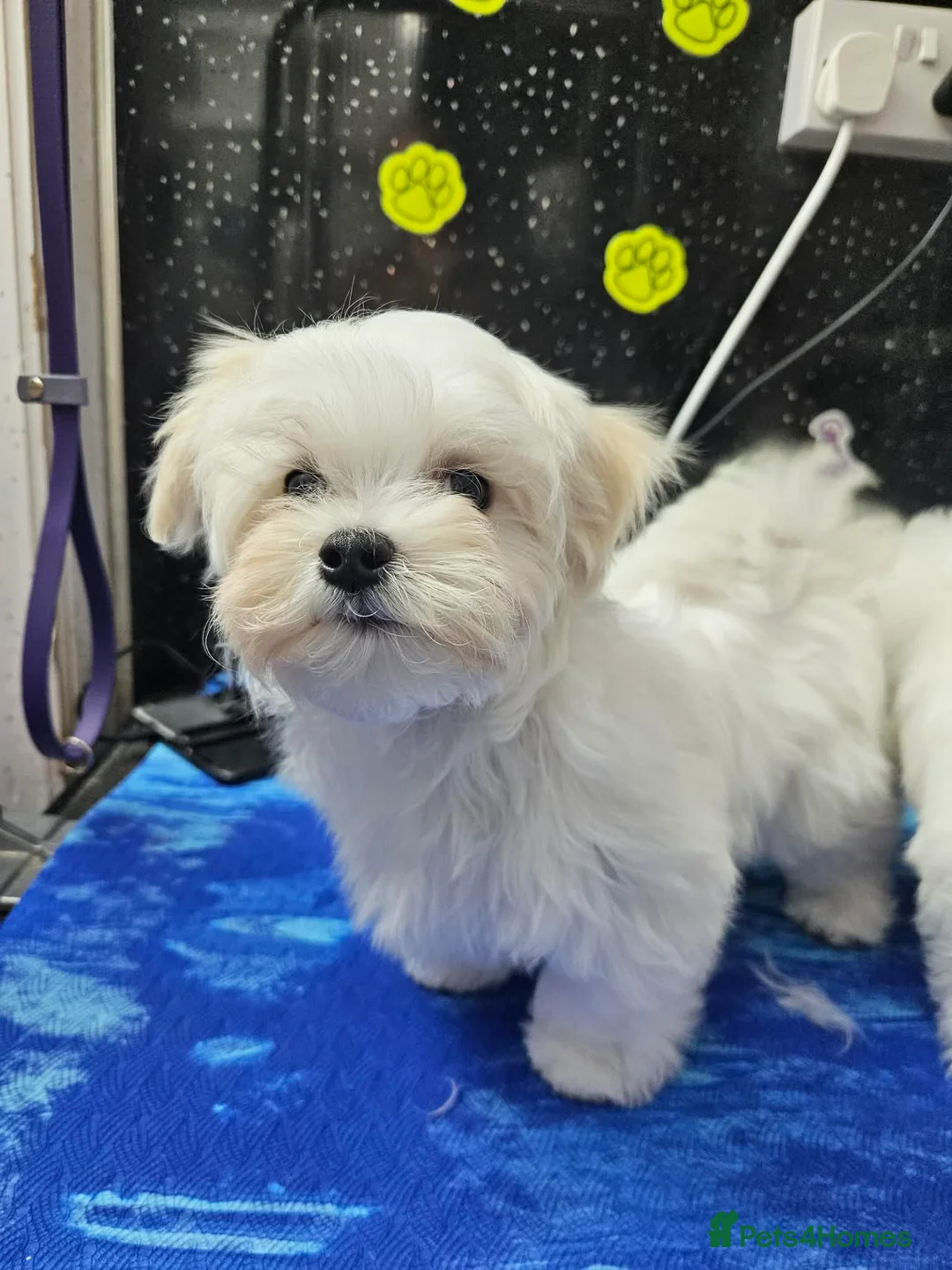 Maltese dogs for sale: Exceptional Quality Maltese Puppy Boy Available - Advert 2