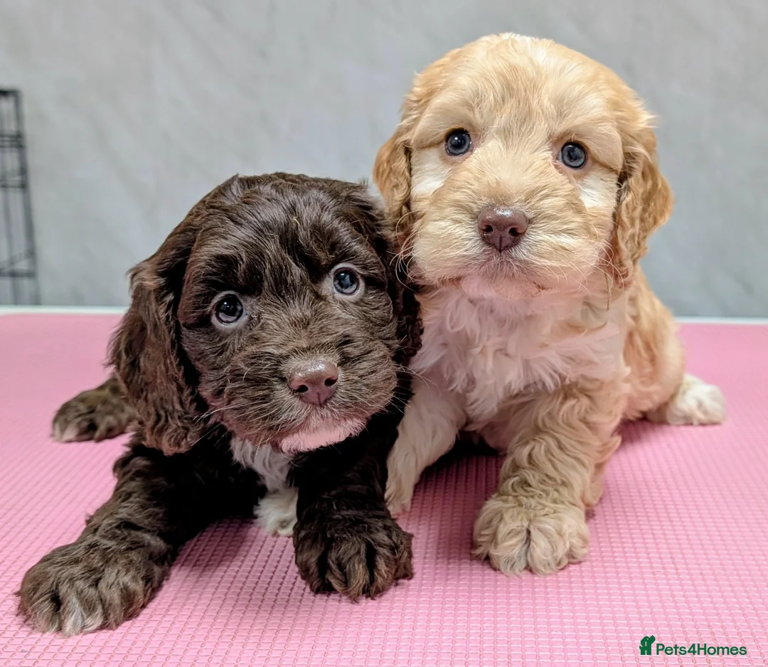 Cockapoo dogs for sale: Licensed breeder, health tested F1 cockapoo pups - Advert 1
