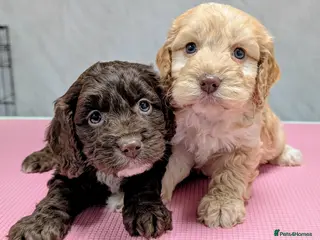 Cockapoo dogs Licensed breeder, health tested F1 cockapoo pups - Advert 1