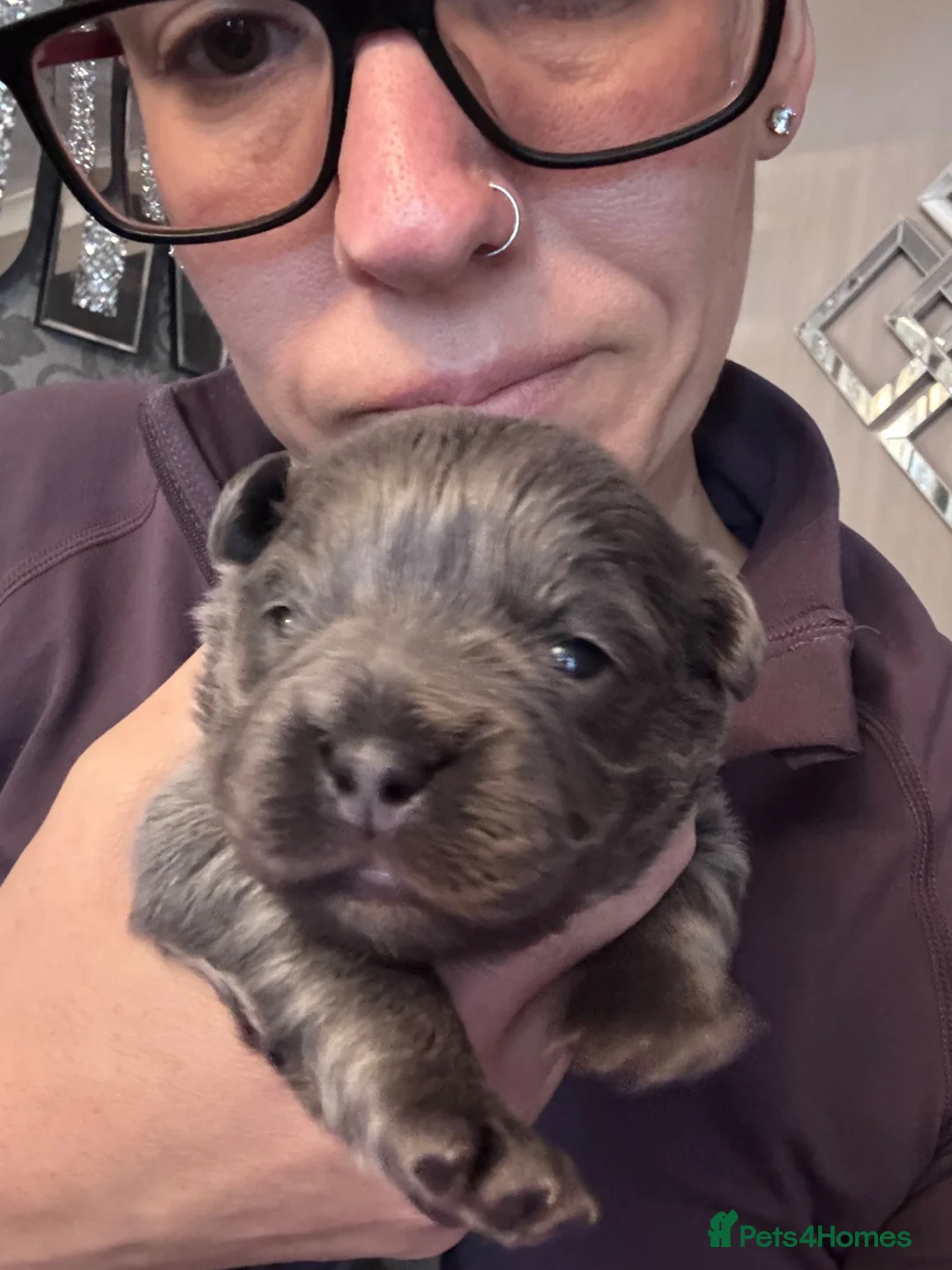 French Bulldog dogs for sale: Adorable fluffy frenchies - Advert 13