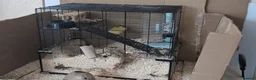 Gerbil rodents for sale: Milo and Dusty  in Gillingham - Advert 1