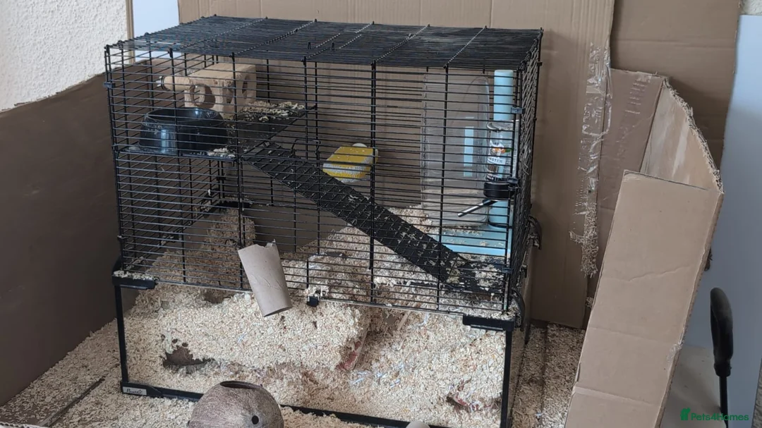 Gerbil rodents for sale: Milo and Dusty  in Gillingham - Advert 1