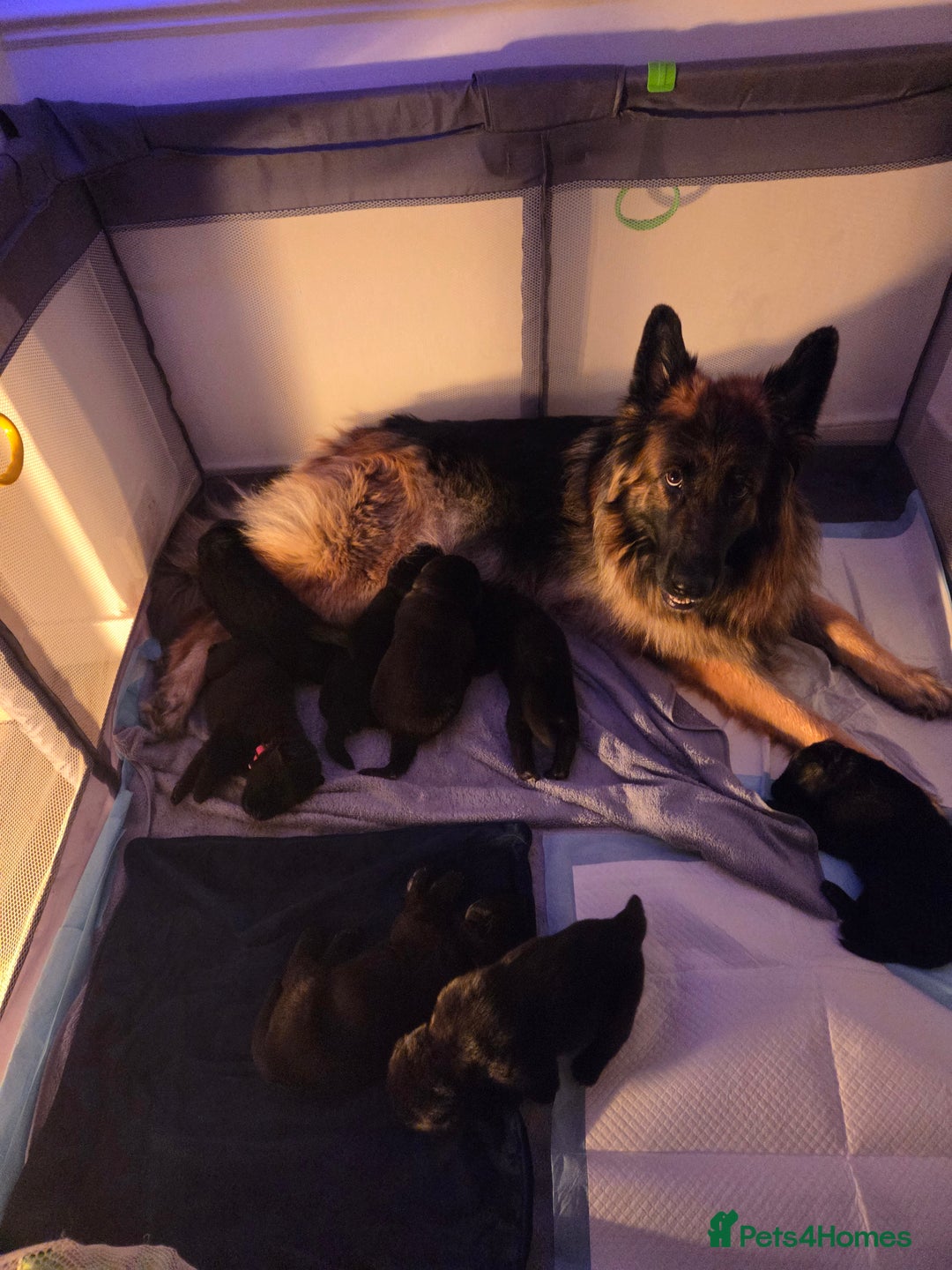 Mixed Breed dogs for sale: 🌟German Shepherd x Labrador Retriever Puppies 🌟 - Advert 16
