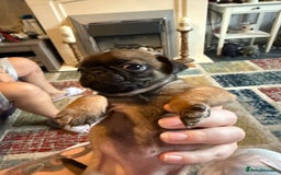 Pug dogs for sale: Pug puppies *READY NOW!!* - Image 14