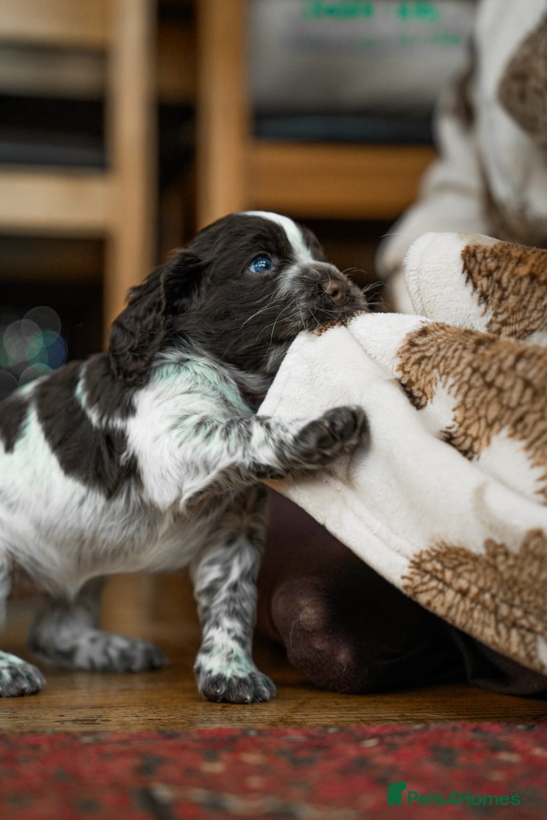 Cocker Spaniel dogs for sale: KC Registered Working Cocker Spaniel Puppies  - Advert 13