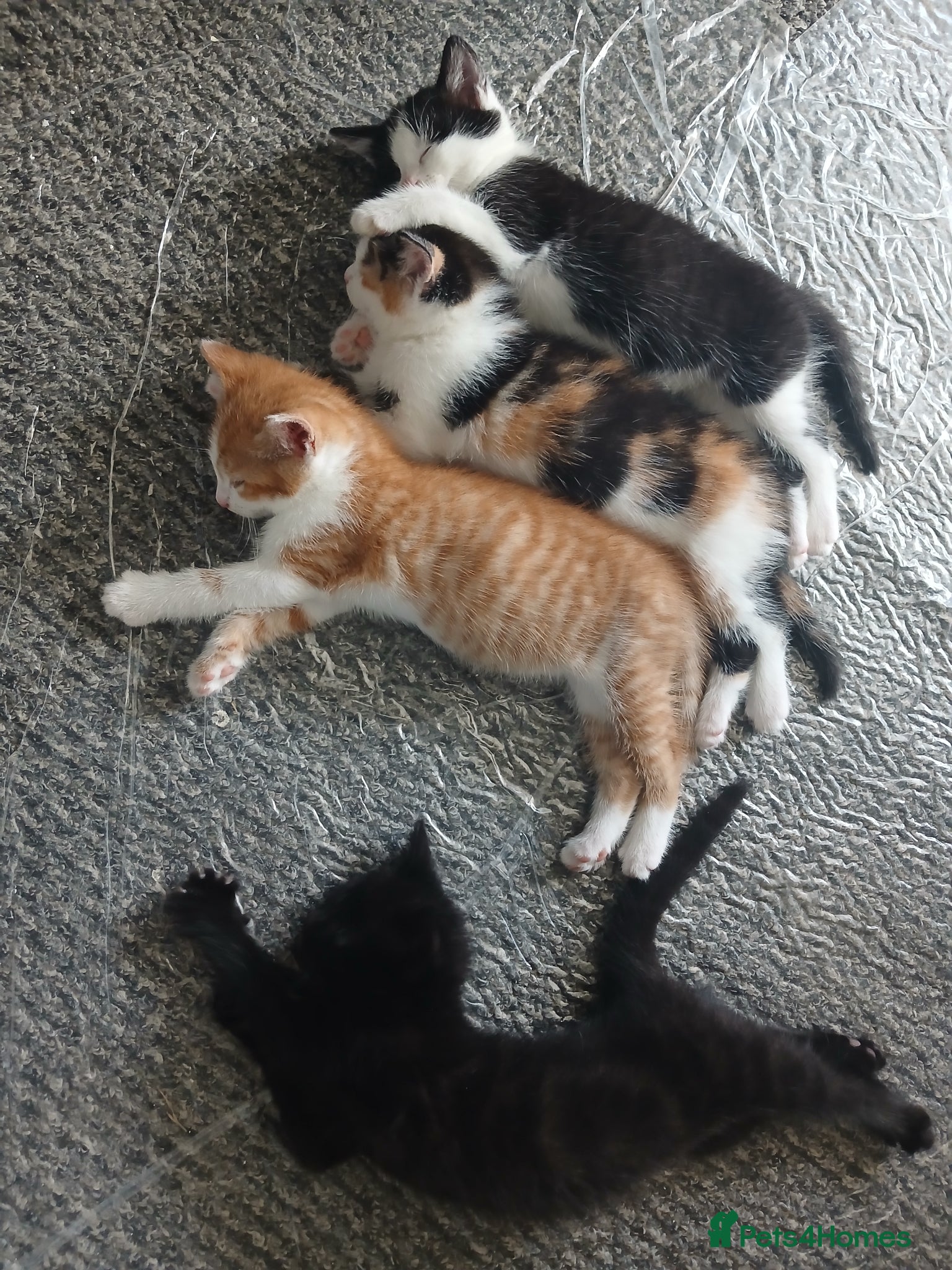 Mixed Breed cats for sale: 4 beautiful kittens ready for new homes. - Advert 6