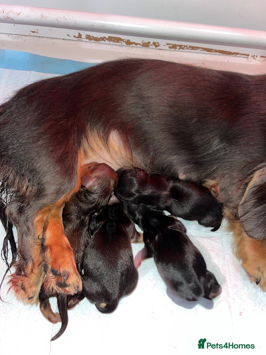 Miniature Dachshund dogs for sale: Miniature Longhaired Dachshund - Advert 4