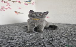 British Shorthair cats for sale: Gccf British Shorthair kittens  - Image 5