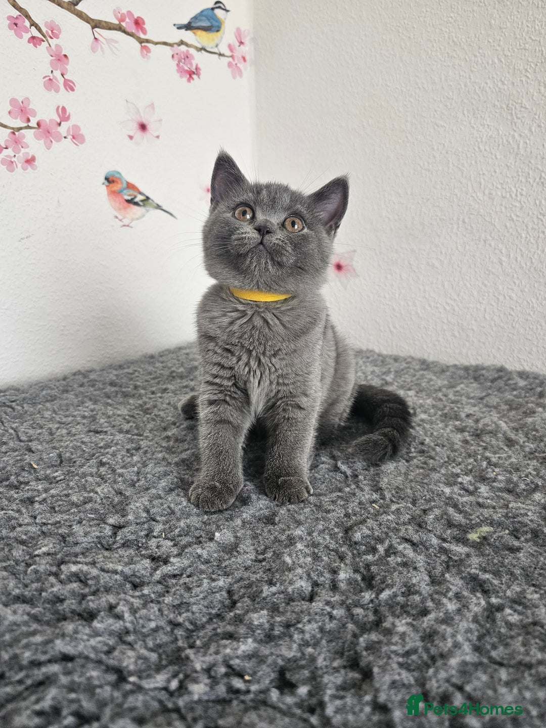 British Shorthair cats for sale: Gccf British Shorthair kittens  - Image 5