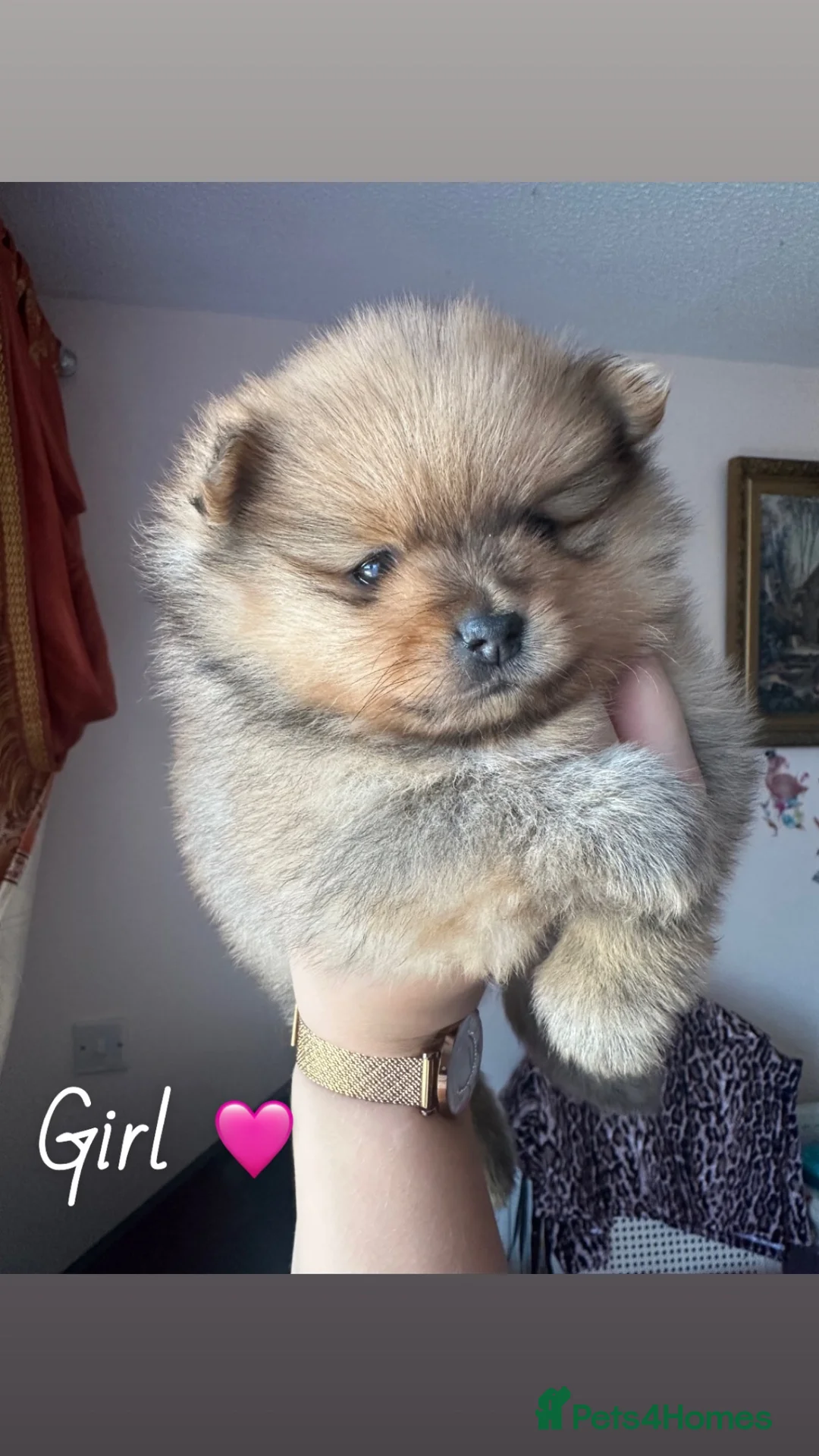 Pomeranian dogs for sale: Small pedigree puppies - Advert 1