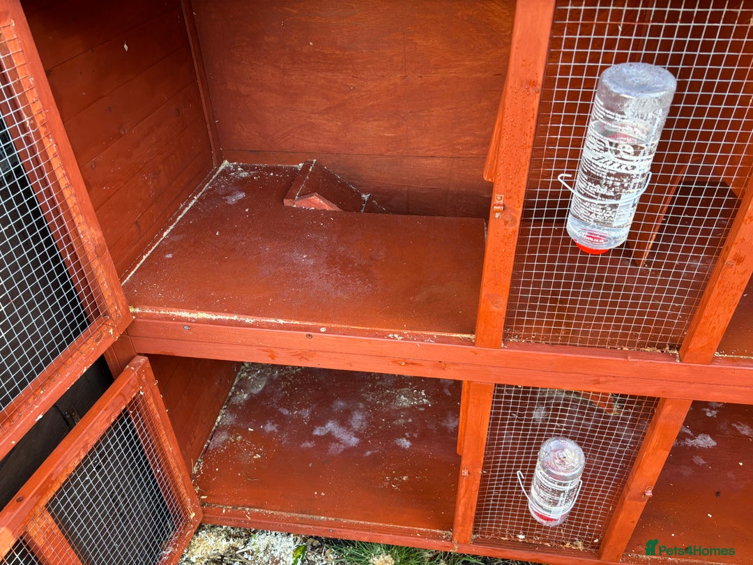 Guinea Pig rodents for sale: “4 Adorable Female Guinea Pigs with Hutch & Access - Image 12