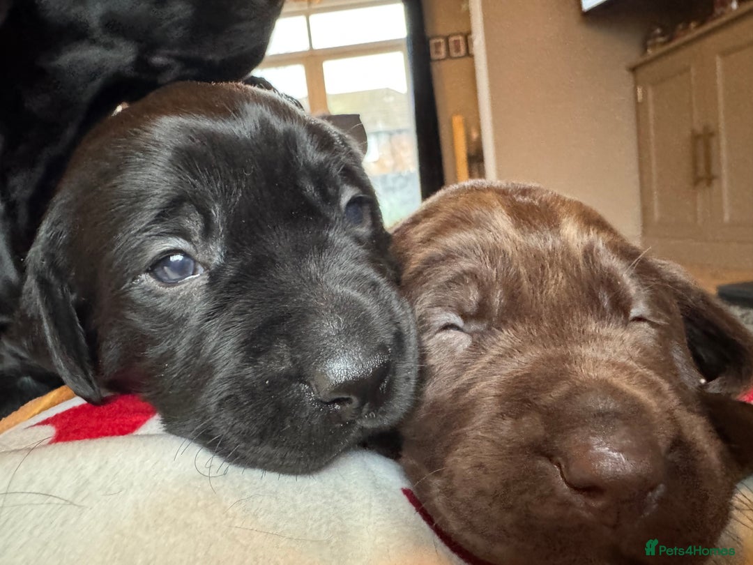 Labrador Retriever dogs for sale: KC Registered Labrador Retriever Puppies - Advert 14