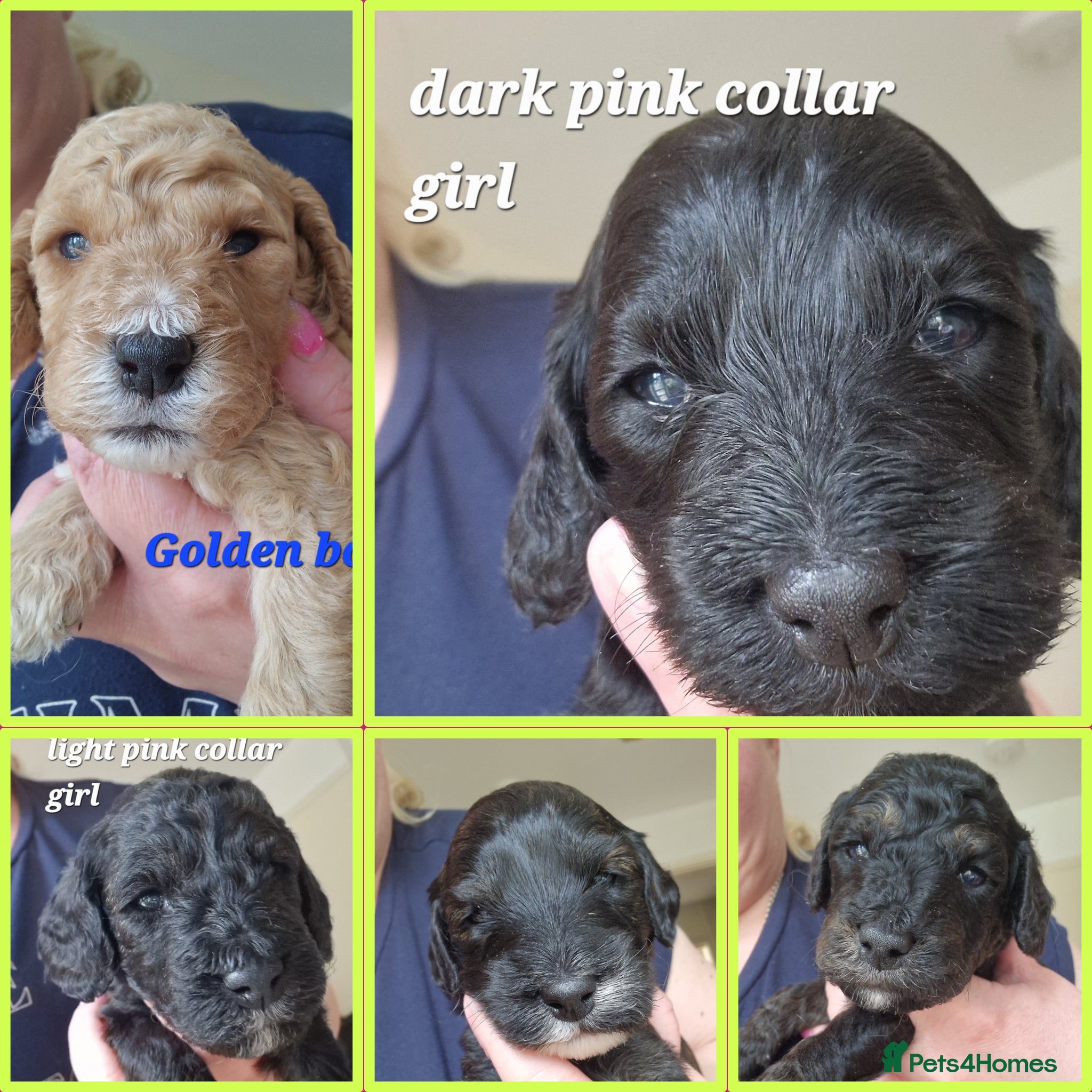 Cockapoo dogs Cockapoo puppies for sale - Advert 17