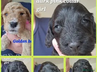 Cockapoo dogs Cockapoo puppies for sale - Advert 17