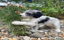 Mixed Breed dogs for sale: Poodle cross - Image 17