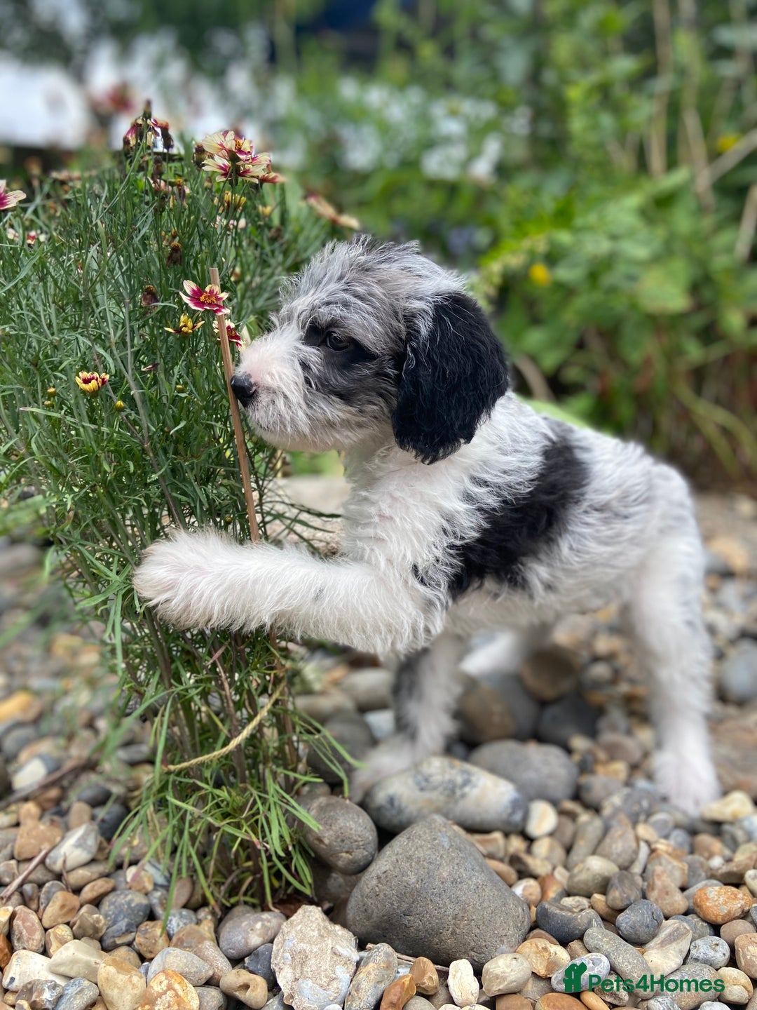 Mixed Breed dogs for sale: Poodle cross - Image 17