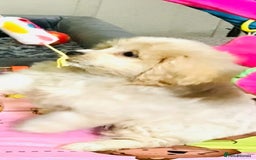 Cavapoo dogs for sale: 🩷🎀 FABULOUS F1b SMALL SIZE CAVAPOO GIRL 🎀🩷 - Image 2