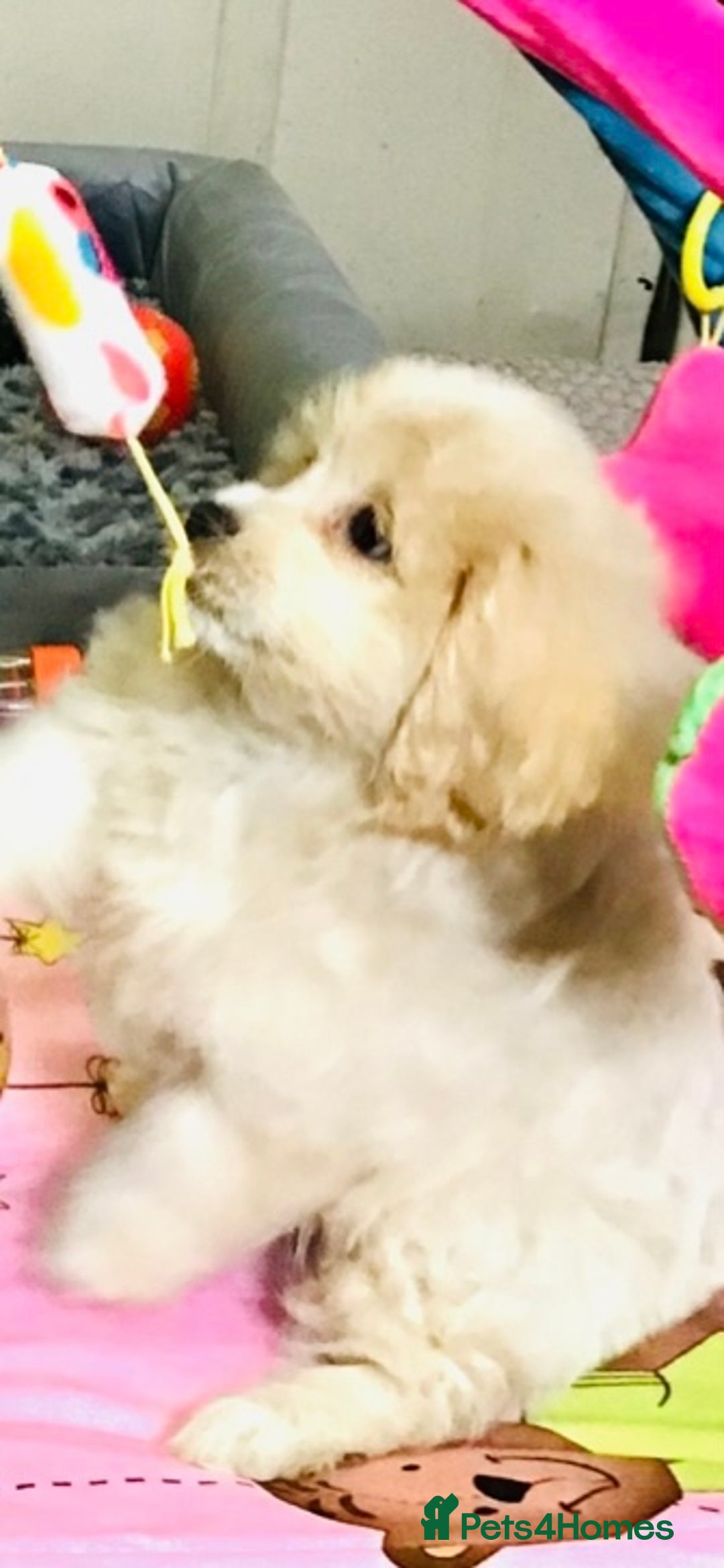 Cavapoo dogs for sale: 🩷🎀 FABULOUS F1b SMALL SIZE CAVAPOO GIRL 🎀🩷 - Image 2