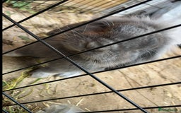 Mini Lop rabbits for sale: Rabbit PLEASE READ ALL DESCRIPTION  - Image 6