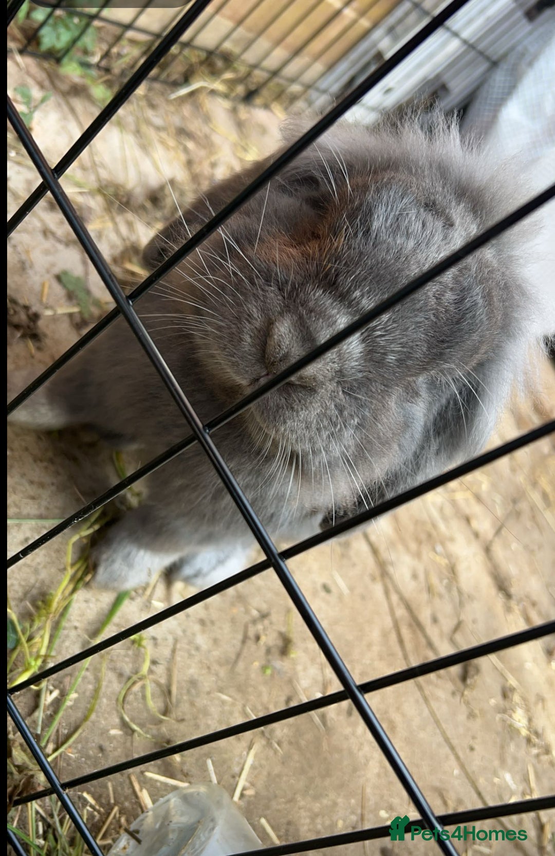Mini Lop rabbits for sale: Rabbit PLEASE READ ALL DESCRIPTION  - Image 6