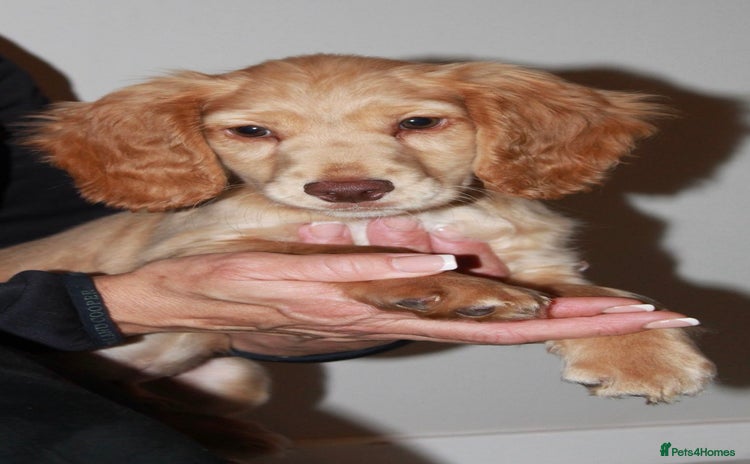 Cocker Spaniel dogs KC Full Pedigree Cocker Spaniel Available ⭐️ - Advert 9