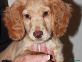 Cocker Spaniel dogs Just 1 BOY Remains 🐾⭐️KC Cocker Spaniel ⭐️ - Advert 8