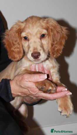 Cocker Spaniel dogs KC Full Pedigree Cocker Spaniel Available ⭐️ - Advert 8